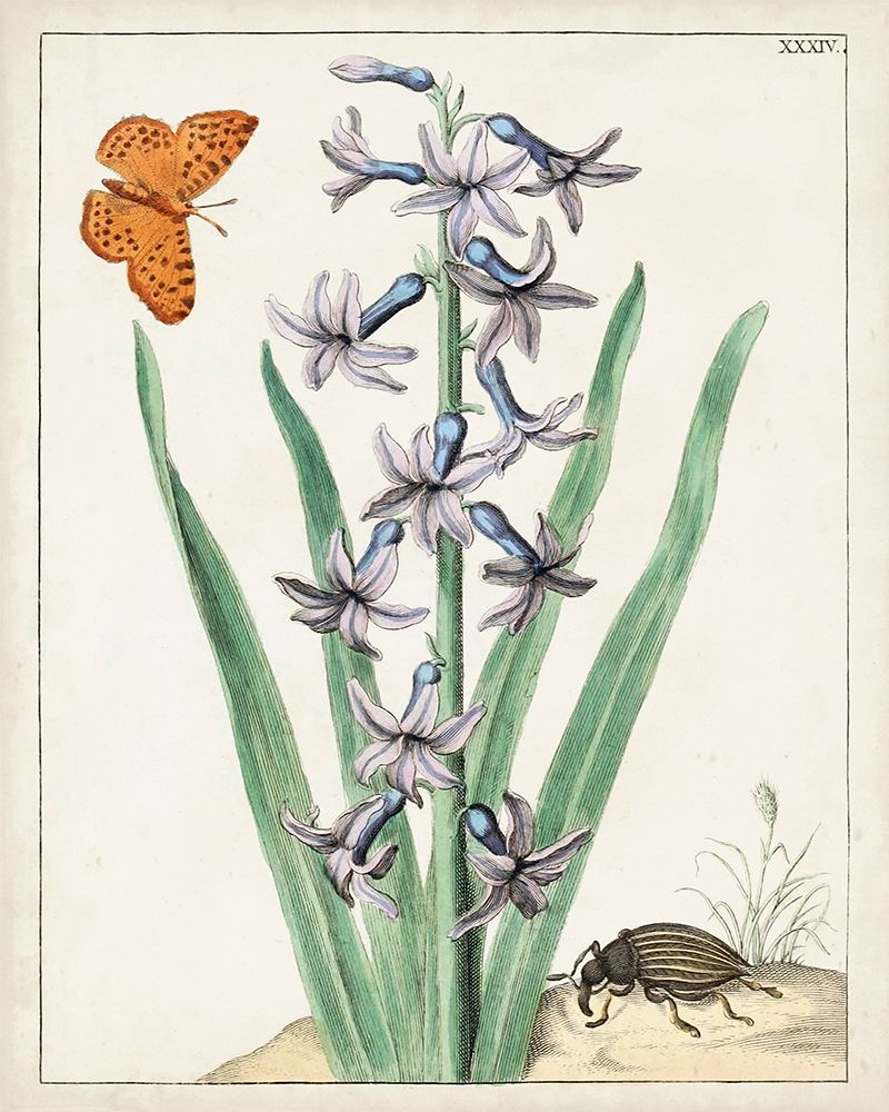 Florais Holandeses I — Unknown