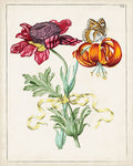 Florais Holandeses II — Unknown