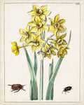 Florais Holandeses III — Unknown