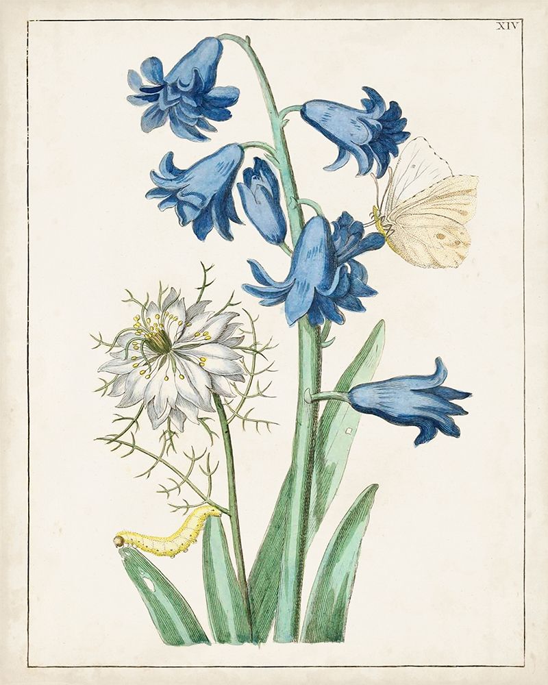 Florais Holandeses IV — Unknown