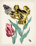 Florais Holandeses VII — Unknown
