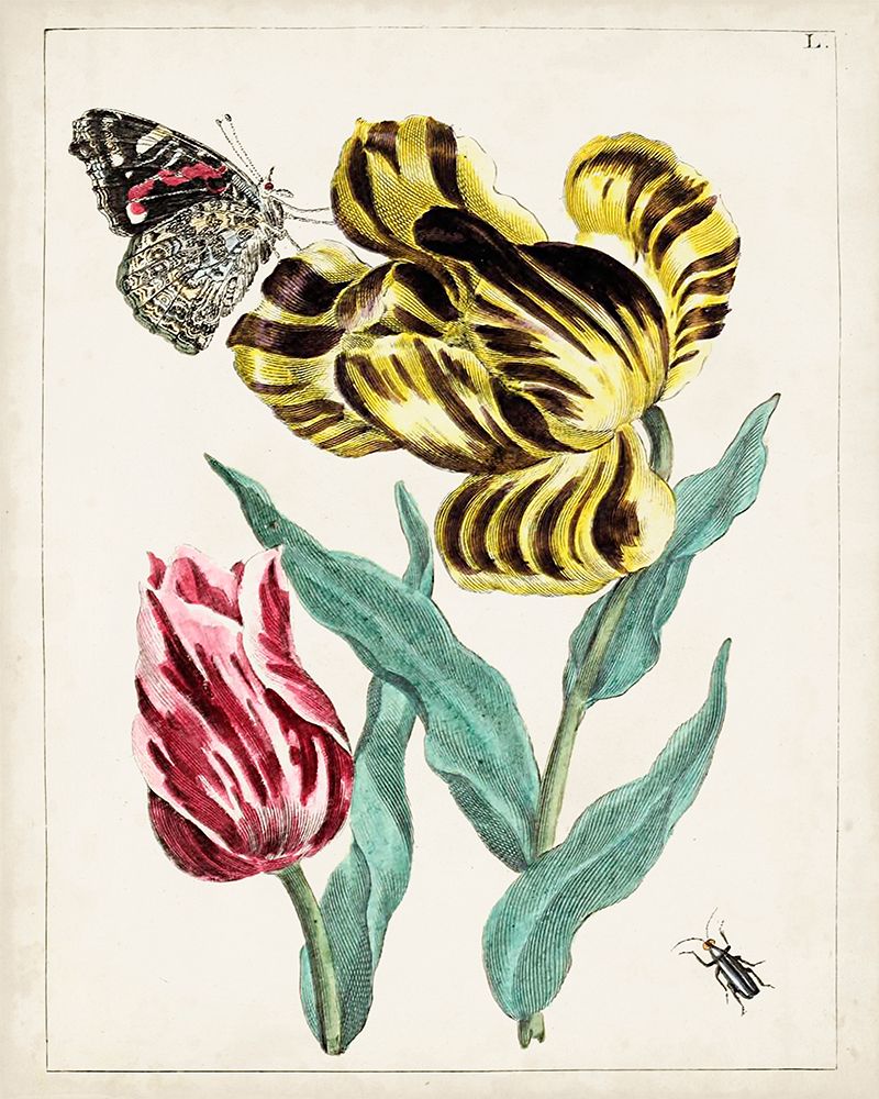 Florais Holandeses VII — Unknown