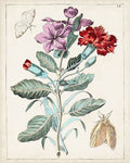 Florais Holandeses VIII — Unknown