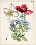 Florais Holandeses IX — Unknown