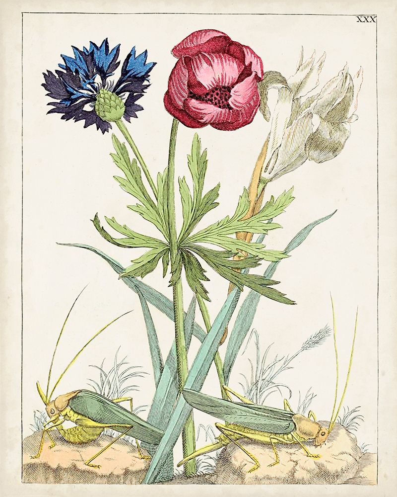 Florais Holandeses X — Unknown