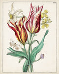 Florais Holandeses XI — Unknown