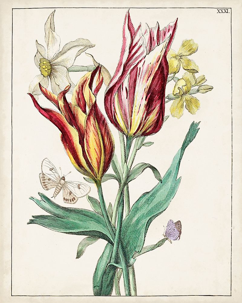 Florais Holandeses XI — Unknown