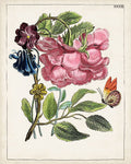 Florais Holandeses XII — Unknown