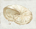 Afresco de Conchas em Tons Neutros I — Vess, June Erica