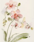 Orquídea de Outono I — Barnes, Victoria