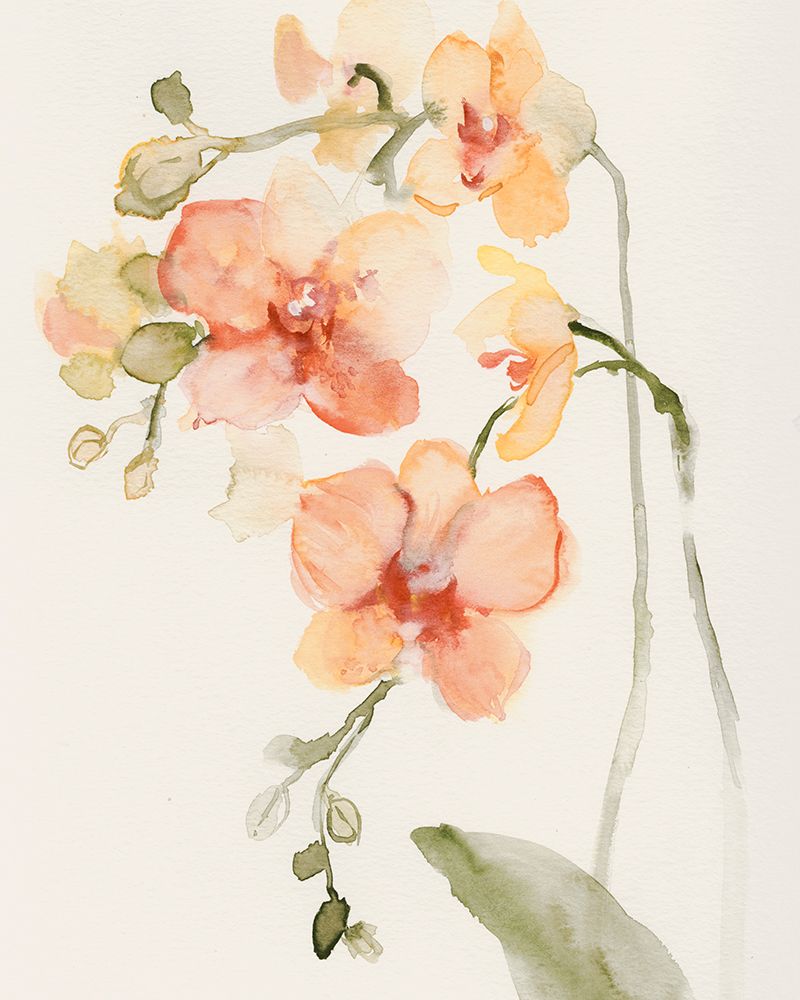 Orquídea de Outono II — Barnes, Victoria