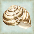 Conchas de um Sonho de Mar I — Vision Studio
