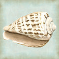 Conchas de um Sonho de Mar II — Vision Studio