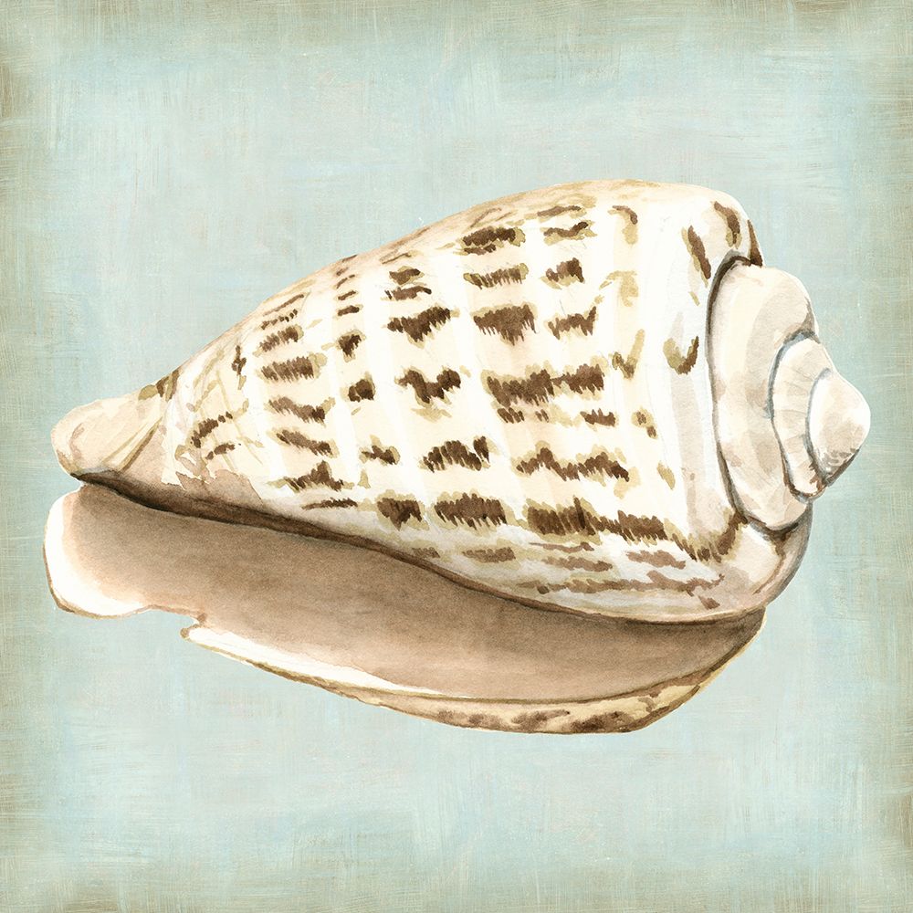 Conchas de um Sonho de Mar II — Vision Studio