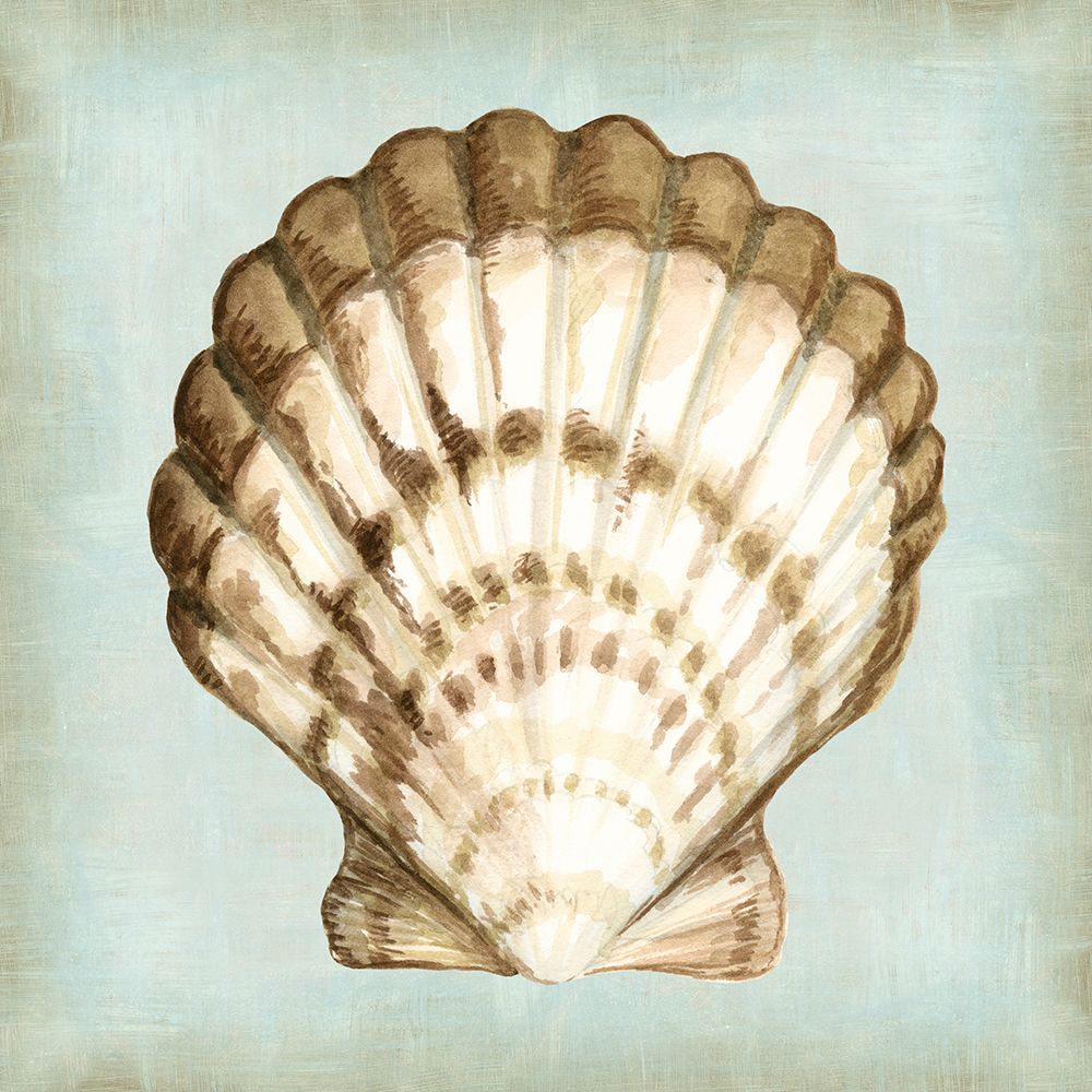 Conchas de um Sonho de Mar III — Vision Studio