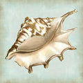 Conchas de um Sonho de Mar IV — Vision Studio