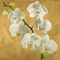 Orchids on a Golden Background I — Antinori, Andrea