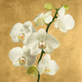 Orchids on a Golden Background II — Antinori, Andrea
