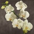 Orchids on Grey Background I — Antinori, Andrea