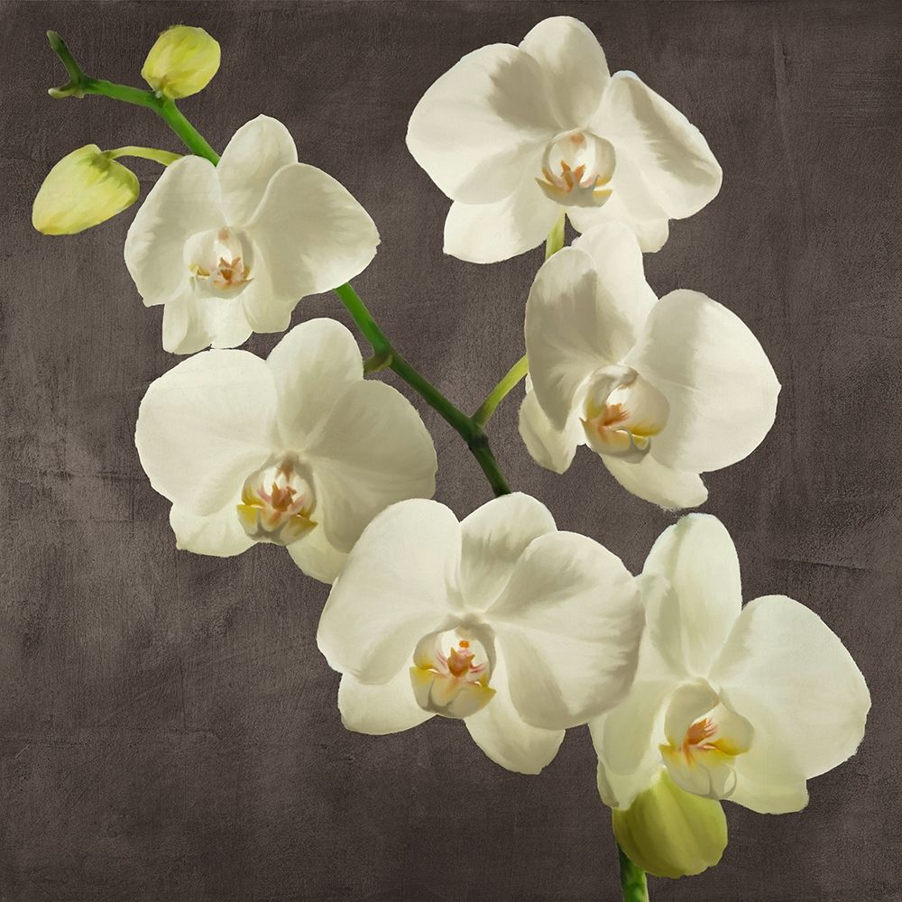 Orchids on Grey Background I — Antinori, Andrea
