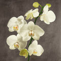 Orchids on Grey Background II — Antinori, Andrea