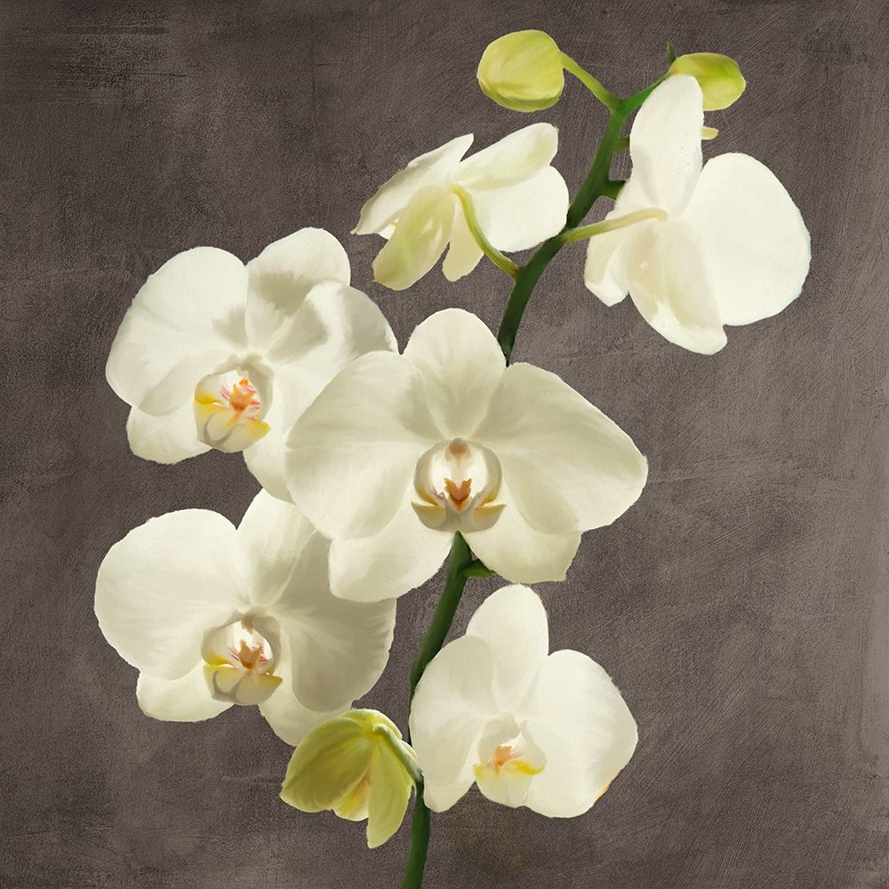 Orchids on Grey Background II — Antinori, Andrea