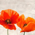 Bright Poppies I — Thomlinson, Jenny