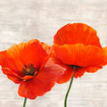 Bright Poppies II — Thomlinson, Jenny