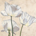 Poppies in White II — Villa, Luca