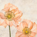 Poppies in Pink I — Villa, Luca