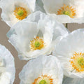 Poppies on Taupe II — Sanna, Leonardo