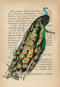 Indian peafowl- After DOrbigny — Lamanche, Stef