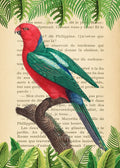 The Australian king parrot- After Levaillant — Lamanche, Stef
