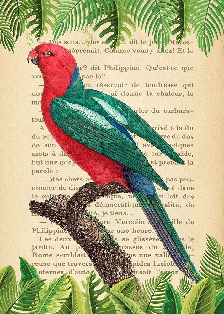 The Australian king parrot- After Levaillant — Lamanche, Stef