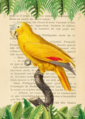 The Blue-Fronted Parrot- After Levaillant — Lamanche, Stef