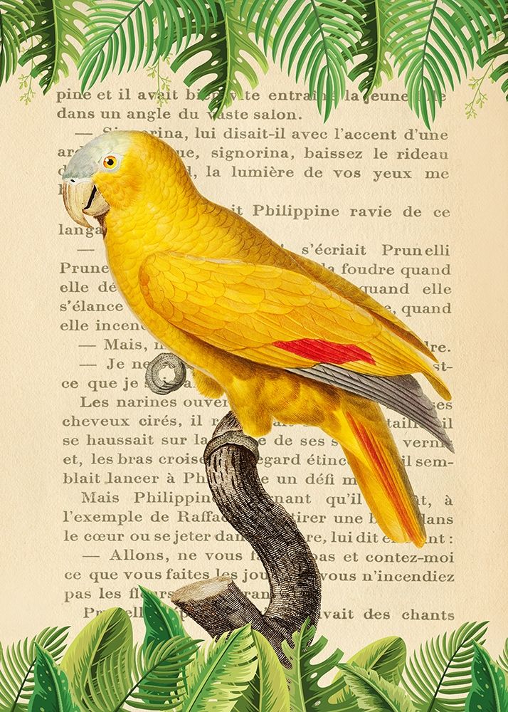 The Blue-Fronted Parrot- After Levaillant — Lamanche, Stef