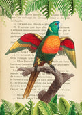 The Blue-Headed Parrot- After Levaillant — Lamanche, Stef