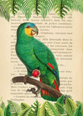 The Orange-Winged Amazon- After Levaillant — Lamanche, Stef
