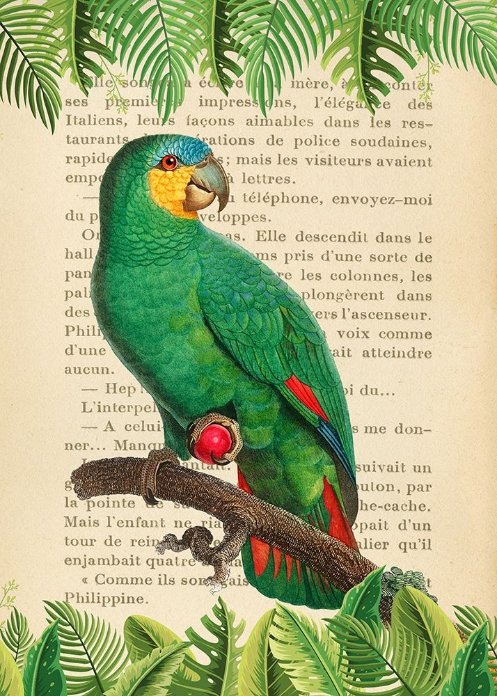 The Orange-Winged Amazon- After Levaillant — Lamanche, Stef