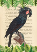 The Palm Cockatoo- After Levaillant — Lamanche, Stef