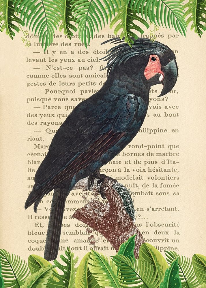 The Palm Cockatoo- After Levaillant — Lamanche, Stef