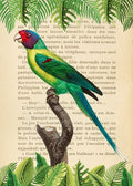 The Plum-Headed Parakeet- After Levaillant — Lamanche, Stef