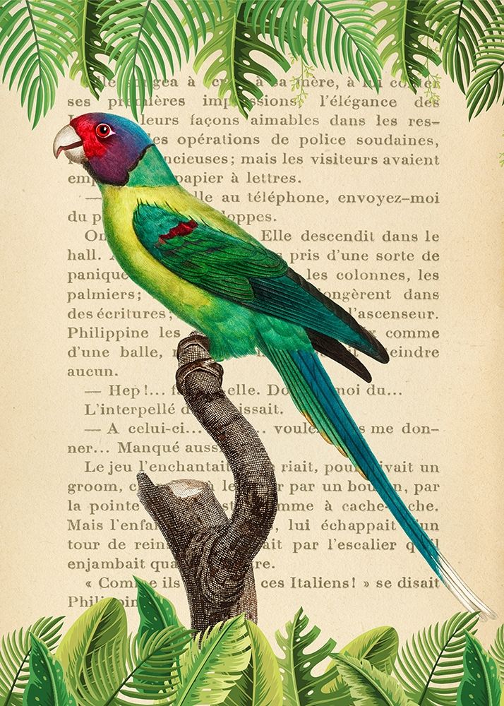 The Plum-Headed Parakeet- After Levaillant — Lamanche, Stef
