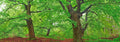 European beech, Kellerwald, Germany — Krahmer, Frank