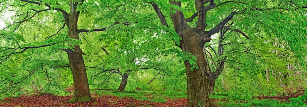 European beech, Kellerwald, Germany — Krahmer, Frank