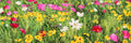 Field of Flowers — Mei, Silvia