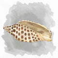 Conchas sobre Cinza I — Reed, Tara
