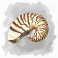 Conchas sobre Cinza III — Reed, Tara