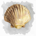 Conchas sobre Cinza V — Reed, Tara