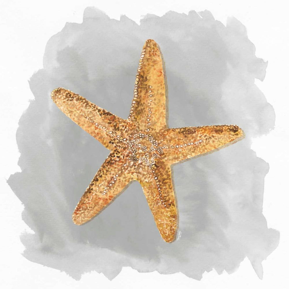 Conchas sobre Cinza VI — Reed, Tara